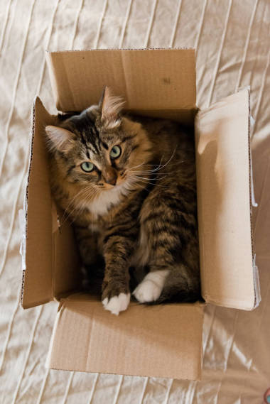 灰說(shuō)謊接近的射擊