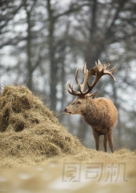 赤鹿鹿吃干草從干草堆在冬天圖片