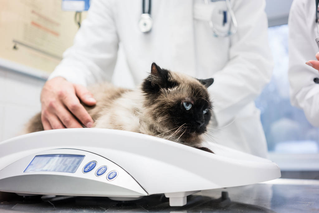 兽医把猫放在秤上测量她的体重 兽医把猫放在秤上测量她的体重
