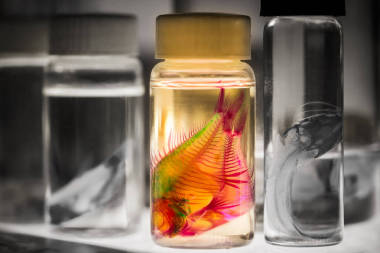 生物研究用瓶中的魚照片