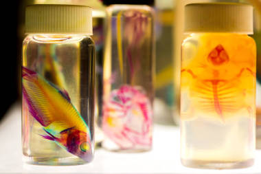 生物研究用瓶中的魚照片