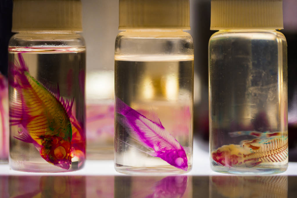 生物研究用瓶中的 生物研究用瓶中的