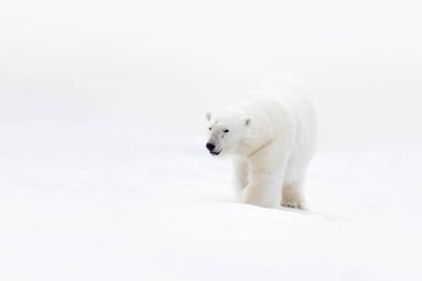 冰雪下的北極熊