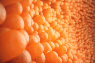 3d. 圖示特寫小腸絨毛。腸道襯里。顯微絨毛和毛細(xì)血管。人類腸道。健康或病態(tài)的腸道概念