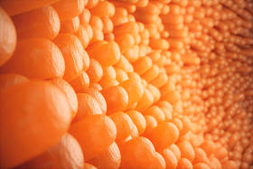 3d. 图示特写小肠绒毛。肠道衬里。显微绒毛和毛细血管。人类肠道。健康或病态的肠道概念