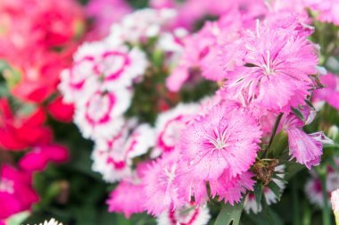 石竹花, 五颜六色的花菊花在花园里生动的花朵