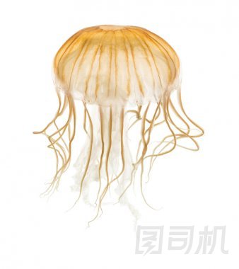 日本海蕁麻, Chrysaora 太平洋, 水母抗白