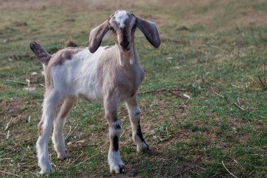 英國(guó)-努比亞 goatling
