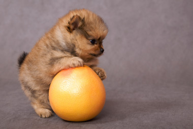 斯皮茨狗與葡萄柚的小狗