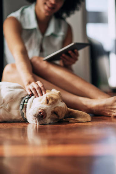 混合的种族妇女抚摸她的狗和使用片剂, 而坐在地板上
