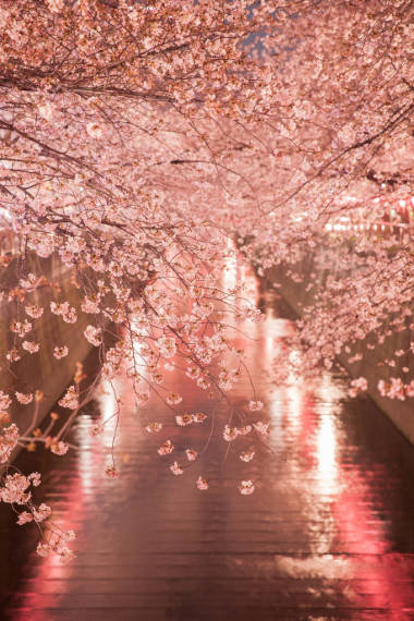 在东京中目黑的水通道上樱花樱花盛开