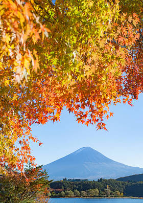 秋天的黄树在湖和山富士山图片