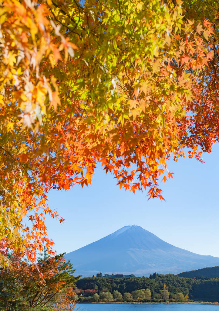 秋天的黄树在湖和山富士山图片