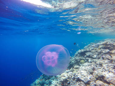 埃及達(dá)哈卜浮潛過程中水母的觀察