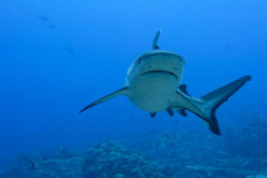 灰色鲨鱼咬住水下攻击关闭了肖像