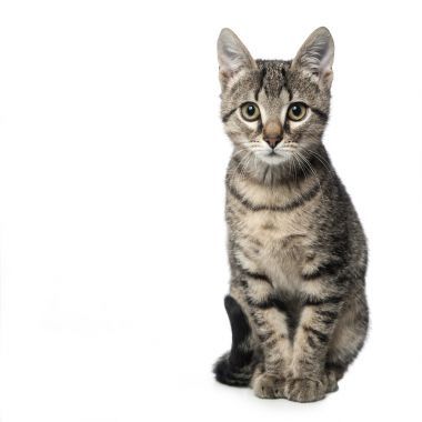 孤立在白色背景上的灰色小猫图片