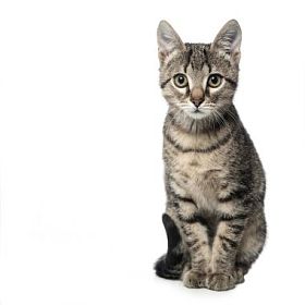 孤立在白色背景上的灰色小猫图片