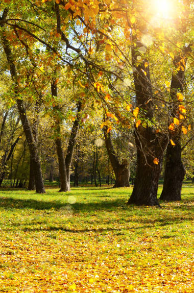 秋季山水背景的树木和干燥的叶子在草地上