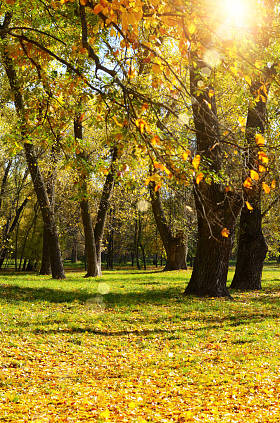 秋季山水背景的树木和干燥的叶子在草地上
