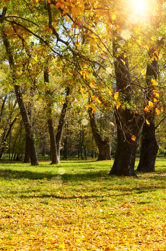 秋季山水背景的树木和干燥的叶子在草地上