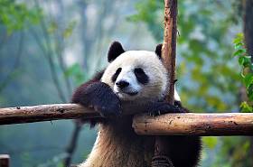熊猫熊 hangging 在中国野生动物的树枝上。四川省碧峰峡自然保护区