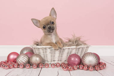 可愛的吉娃娃小狗在白色籃子周圍粉紅色和銀色圣誕裝飾
