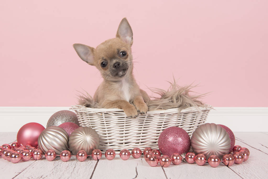 可爱的吉娃娃小狗在白色篮子周围粉红色和银色圣诞装饰