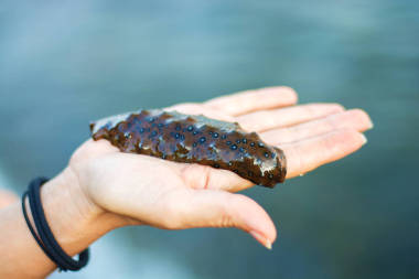 海洋的海洋躺在手上只有海洋的美味在伸出的手掌上