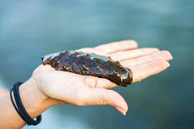 海洋的海洋躺在手上只有海洋的美味在伸出的手掌上