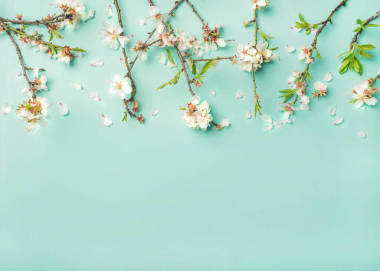春季花卉背景, 質地和墻紙。白色杏仁花在淺藍色柔和的背景下