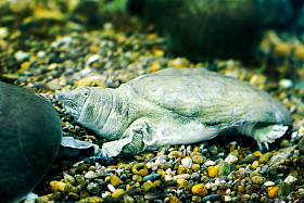 异国风情中国淡水鳖图片