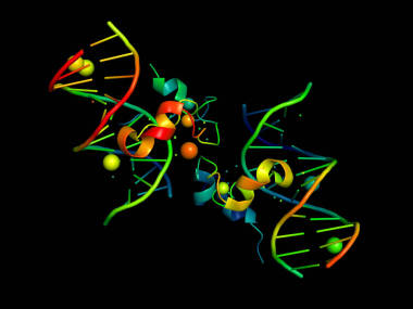 dna 的 3d 模型