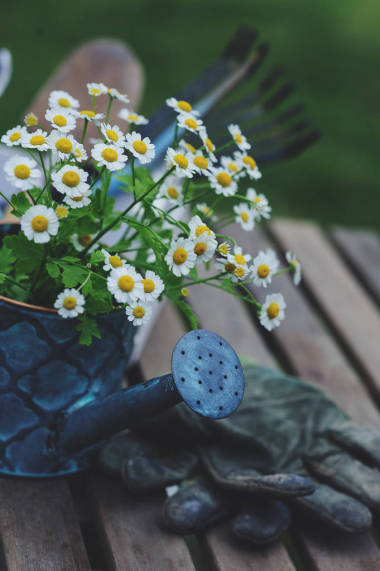 花園的工作仍然在夏天的生活。甘菊花, 手套和 toold 在露天的木桌上, 在陽(yáng)光明媚的日子里, 鮮花盛開(kāi)的背景