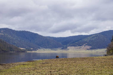 馬吃草在湖邊自然看法在 Pudacuo natio