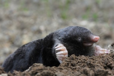 Europeischer Maulwurf