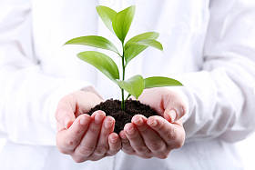 女性手里拿着年轻的植物