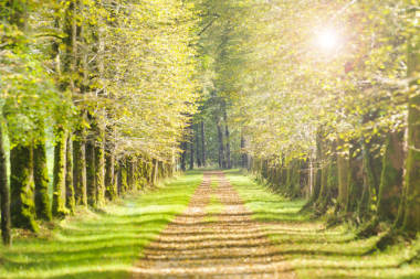 大道与许多椴树在列和小径