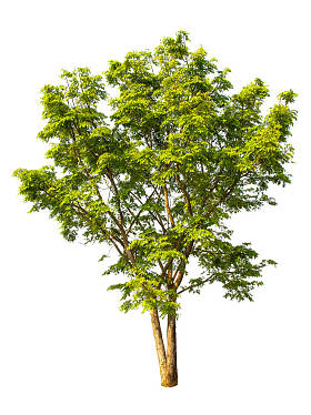 孤立在白色背景上的绿树.照片