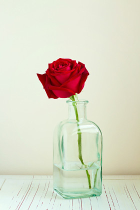 白色的木桌上瓶中红玫瑰