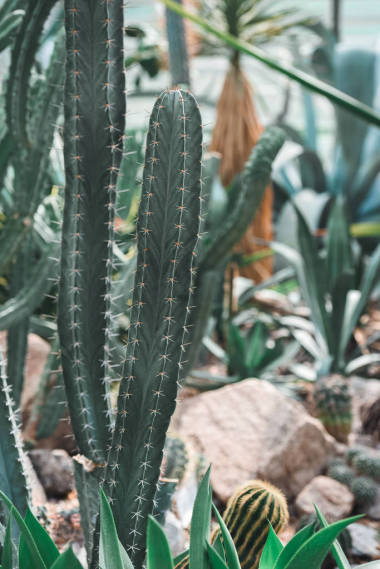 熱帶花園綠色仙人掌的關(guān)閉