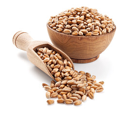 小麦籽粒中孤立白色上一个木碗