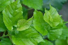 树上的桑叶图片