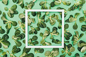 白色方形框架的顶部视图和美丽的绿色绿叶