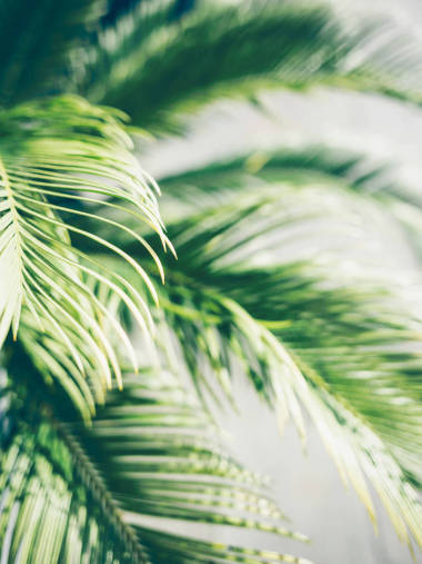 陽(yáng)光下的棕櫚葉.圖片