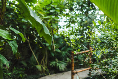 熱帶雨林溫室, 各種植物和道路