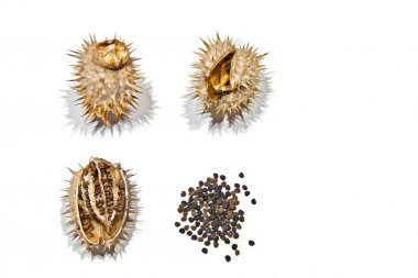 曼陀羅/曼陀羅蓮花的房子