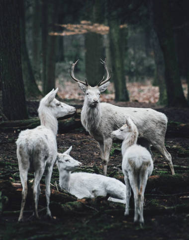 站在樹林邊緣的母親和小鹿