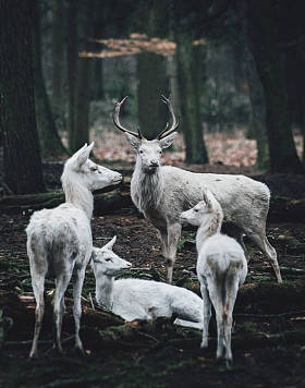 站在树林边缘的母亲和小鹿