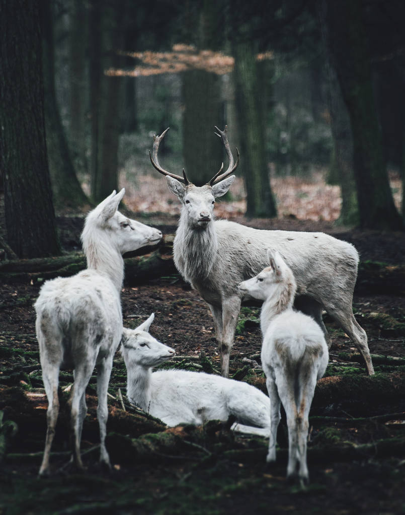 站在树林边缘的母亲和小鹿