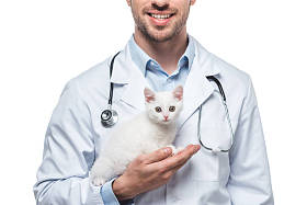 白色背景小猫的男性兽医裁剪图像